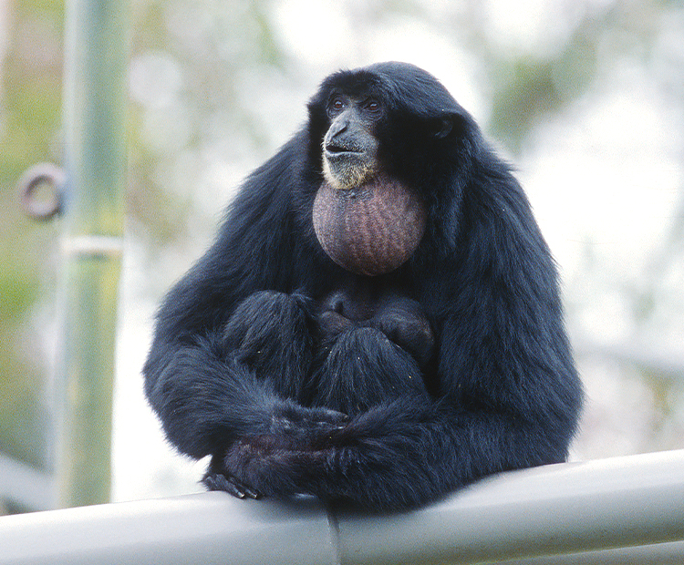 A siamang sitting on a perch with its throat sac inflated