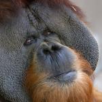 Male orangutan face with cheek pads
