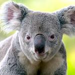 Koala portrait