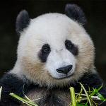 Panda Bai Yun smiling for the camera