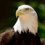 Bald eagle looking left in front of a green leafy background