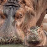 hippo mom and baby